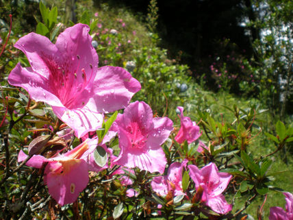 Primavera
