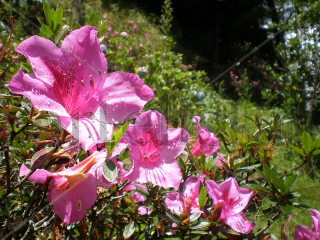 Primavera