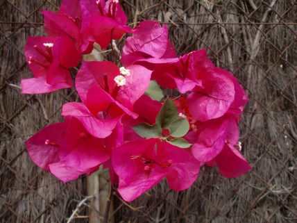 Colores buganvilla