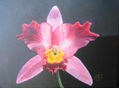 orquìdea