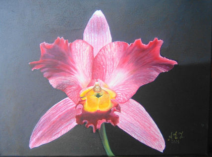 Orquìdea