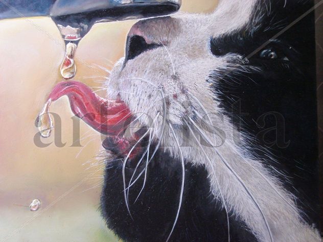 Gato