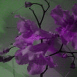 La naturaleza thumbnail 2
