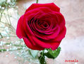 Rosa roja