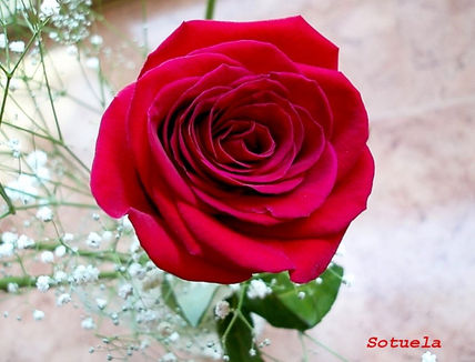 Rosa roja