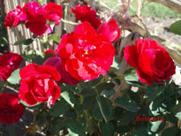 Rosal