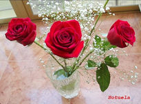 Rosas