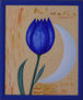 Tulipan