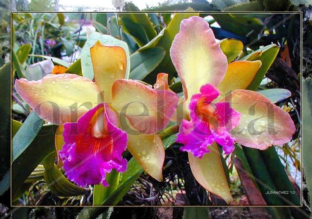 ORQUIDEAS GEMELAS 1.jpg 