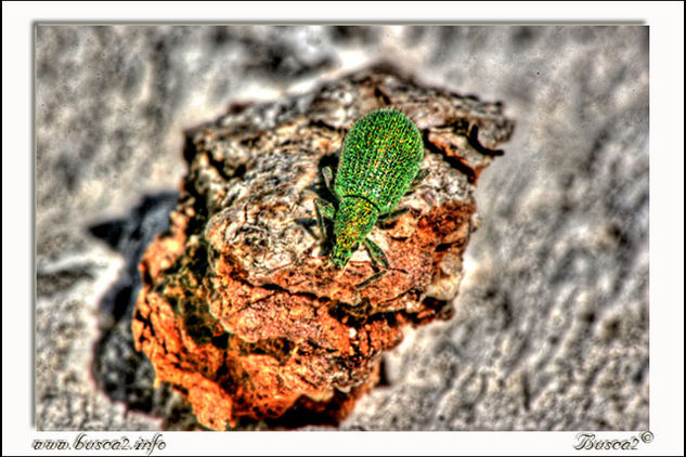 El bicho Naturaleza Color (Digital)