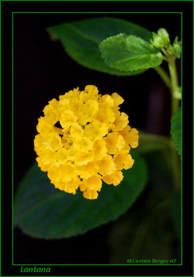 Lantana 