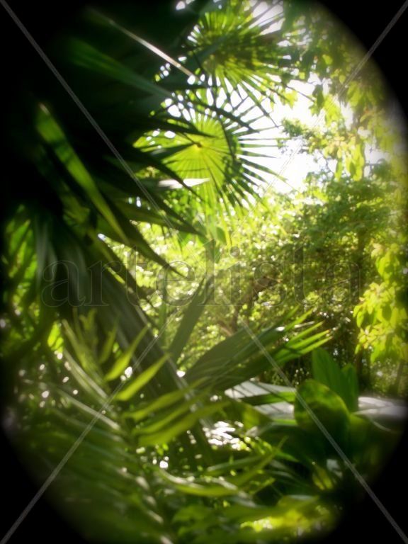 palmeras
