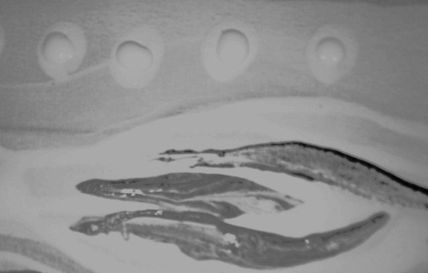 Abstracto 9 - detalle