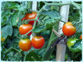 Tomates cherry