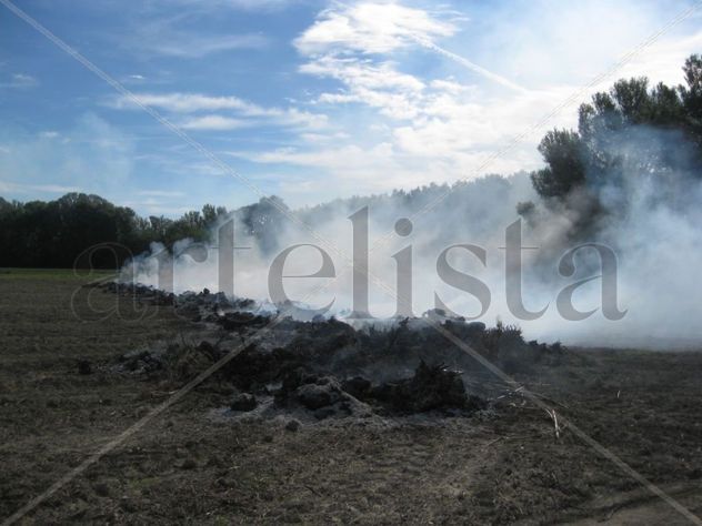 Asi termina de vida de las parras de viña