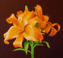 Lilium