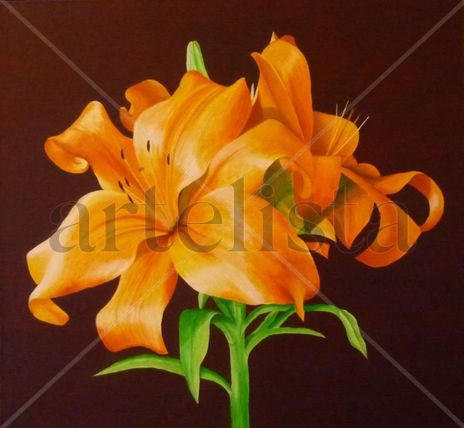 Lilium