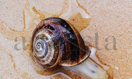 "EL CARACOL"