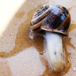 "EL CARACOL" thumbnail 2