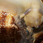 "EL CARACOL" thumbnail 1