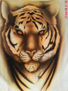 tigre