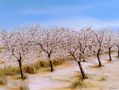 Almendros en Muchamiel