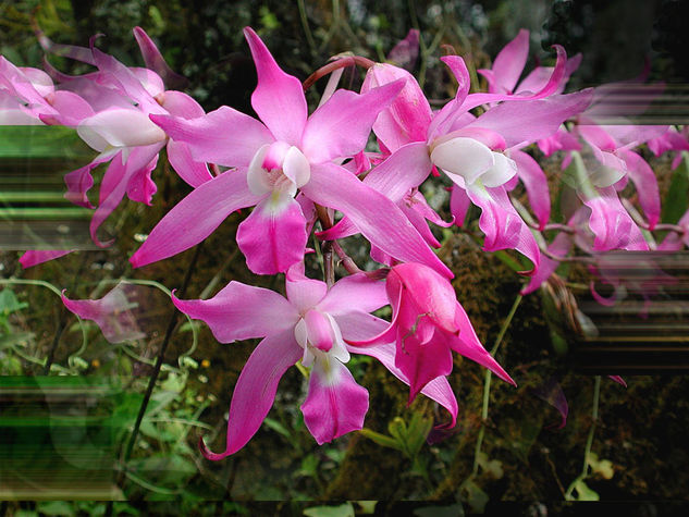 Las orquídeas 