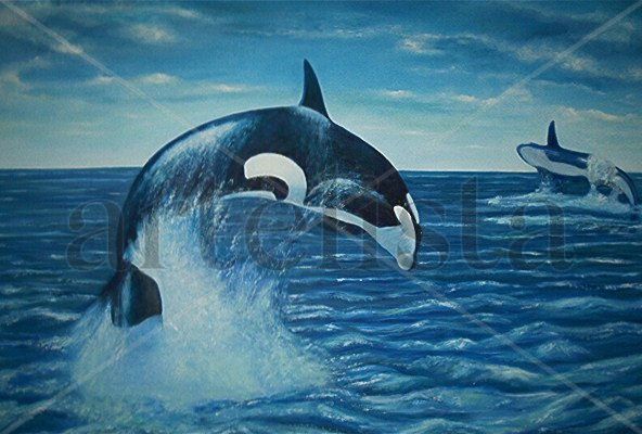 Orca 