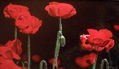 amapolas