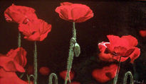 Amapolas