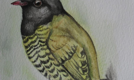 aves de colombia