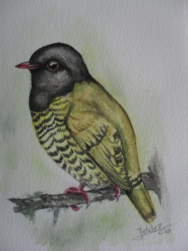 pipreola arcuata