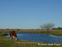 Colorada pampa