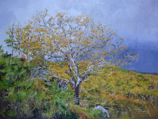 OTOÑO EN EL HAYEDO DE MONTEJO Oil Canvas Landscaping