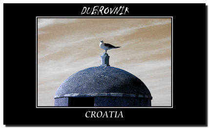 Gaviota