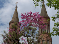 Lapacho rosado