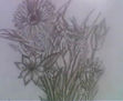 solo queria una flor