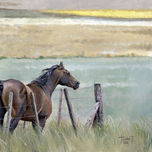 Caballos / horses thumbnail 1