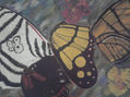 mariposas en libertad
