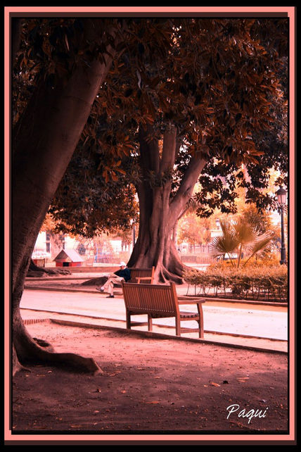 El banco del jardín