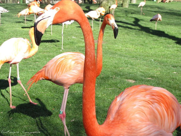 Flamencos en el zoo, (Flamingos at the zoo) Naturaleza Color (Digital)