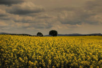 Campo amarillo