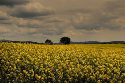 Campo amarillo