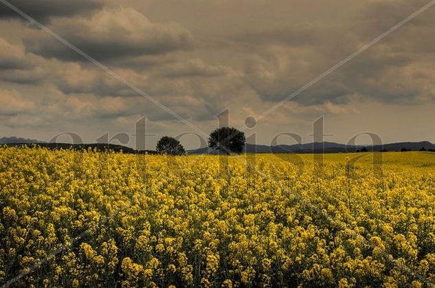 Campo amarillo 