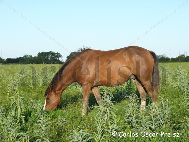 DORADILLO