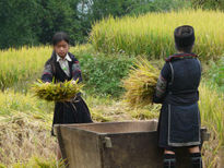 Trabajando en el campo