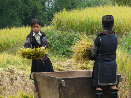 Trabajando en el campo
