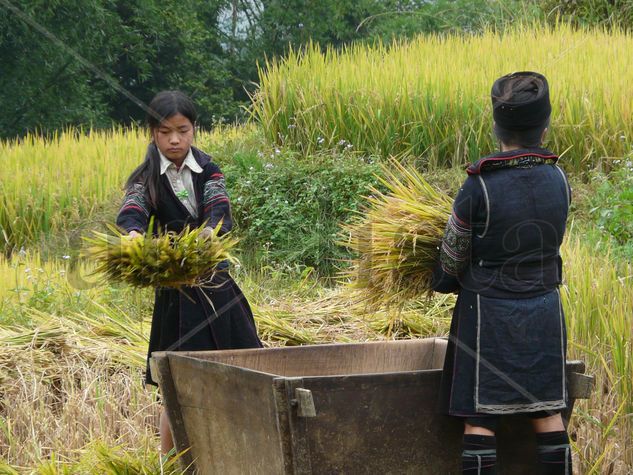 Trabajando en el campo 