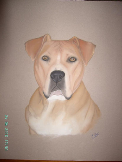 perro Pastel Papel Animales