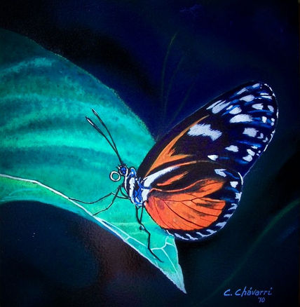 "Borboleta Nocturna"